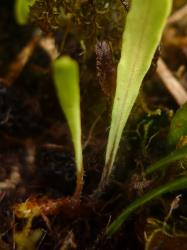 Notogrammitis givenii. Fronds tapering to distinct, hairy, brown stipes at their bases.
 Image: L.R. Perrie © Te Papa CC BY-NC 3.0 NZ
